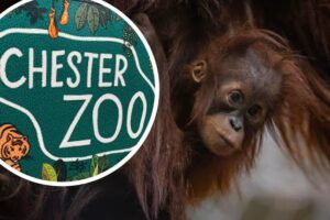 A sign saying Chester Zoo and a baby orangutan